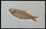 Knightia Fossil Fish - Wyoming #59241-1